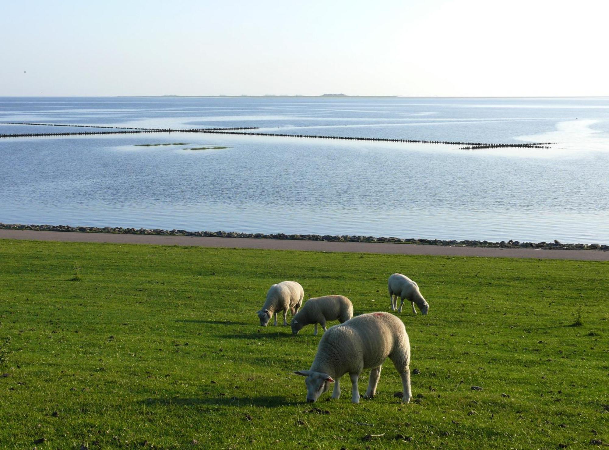 Haus Halligblick, Ferienwohnungen Am Wattenmeer, Whg Langenness Dagebuell Luaran gambar